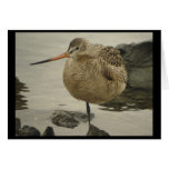Marbled Godwit Card