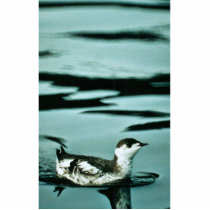Marbled Murrelet Photo Cut Out