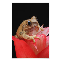 Marbled Reed Frog Photo Print