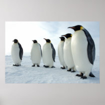 March of the Penguins Poster