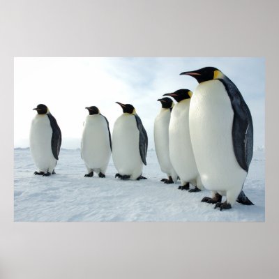 March of the Penguins Poster
