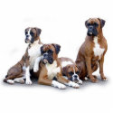 marcurt-boxers-2 photo sculptures