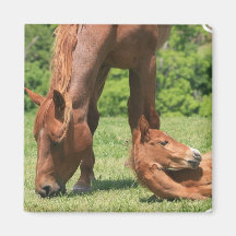 Mare and Colt Square Magnet