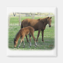 Mare and Foal 9P30D-175 Magnets