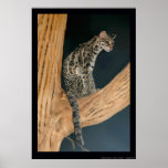 Margay (Leopardus weidii)