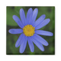 Margherite Blue Daisy Magnet