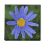 Margherite Blue Daisy Magnet