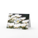 Marguerite Daisy Card
