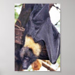 Mariana Fruit Bat Posters