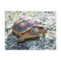 Marianne the Keya :) (Very Young Desert Tortoise) postcards