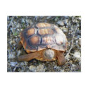 Marianne the Keya :) (Very Young Desert Tortoise) postcards