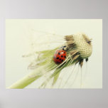 Marienkäfer Pusteblume Plakate