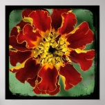 Marigold 2 posters