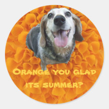 MarigOLD Beagle Sticker