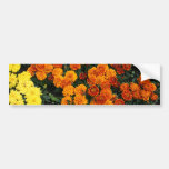 Marigold Bumper Stickers