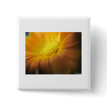 Marigold