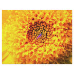 Marigold close-up flyers