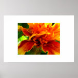 Marigold Delight