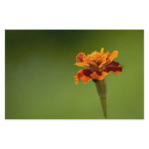 Marigold Flower Closeup