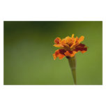 Marigold Flower Closeup flyers
