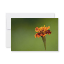 Marigold Flower Closeup
