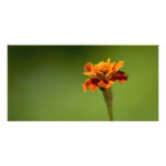 Marigold Flower Closeup photo cards