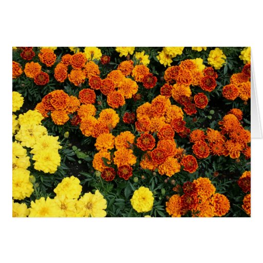 Marigold Greeting Card