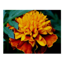 Marigold In Bloom Postcards