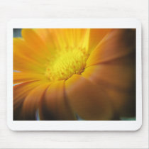 Marigold