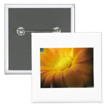 Marigold Pins