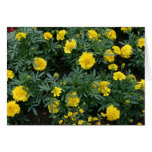 Marigolds and daisies cards