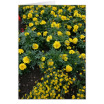 Marigolds and daisies cards