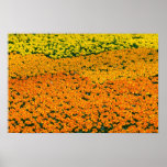 Marigolds Print