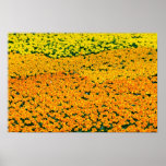 Marigolds Yellow flowers Posters