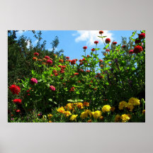 Marigolds, Zinnias and Blue Sky Print