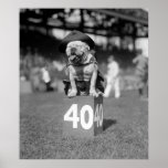 Marine Corps Mascot Jiggs: 1923 Poster