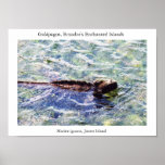 Marine iguana feeding in a shallow pool poster