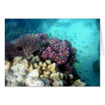 Marine Life 2 Cards