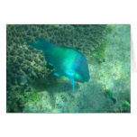 Marine Life
