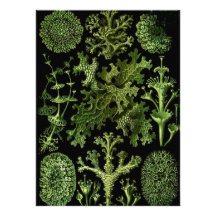Marine Life "Dessins sous Marin Plante" Custom Invitation