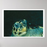 Marine Turtle Poster