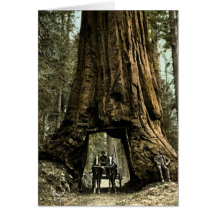 Mariposa, California Cards