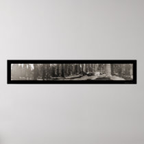 Mariposa Yosemite Tree Photo 1906 Poster