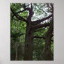 Maritime Forest Poster