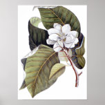 Mark Catesby: White Magnolia Antique Botanical posters