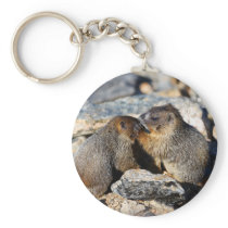 marmot