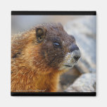 Marmot Magnet