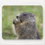 Marmot Mouse Pad