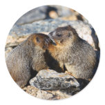 marmot stickers