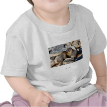 Marmot T-shirt